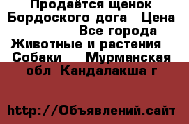 Продаётся щенок Бордоского дога › Цена ­ 37 000 - Все города Животные и растения » Собаки   . Мурманская обл.,Кандалакша г.